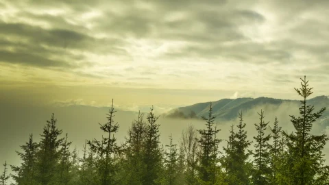 Stock Video Fog Covering A Landscape Of A Snowy Forest Live Wallpaper For PC - Free Live Wallpaper
