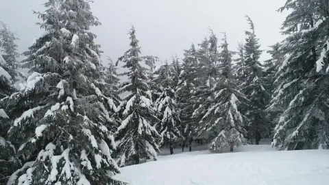 Stock Video Fog Covering A Beautiful Forest In Winter Live Wallpaper For PC - Free Live Wallpaper