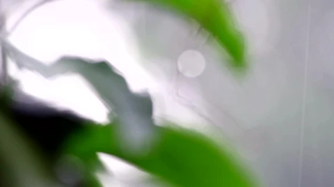 Stock Video Focusing On Drops Of Rain Live Wallpaper For PC - Free Live Wallpaper