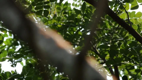 Stock Video Focusing On Ants Live Wallpaper For PC - Free Live Wallpaper