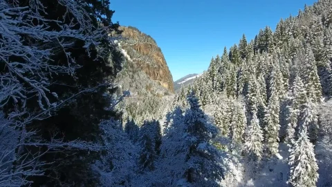 Stock Video Flythrough The Winter Forest Live Wallpaper For PC - Free Live Wallpaper