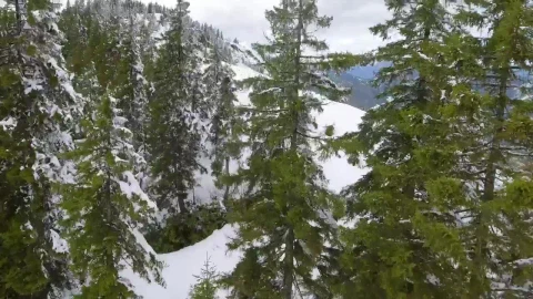 Stock Video Flying Through The Trees On The Top Of A Snowy Live Wallpaper For PC - Free Live Wallpaper