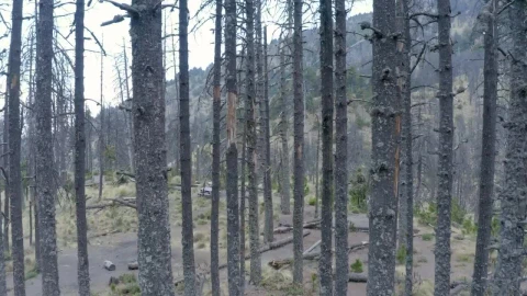 Stock Video Flying Through The Trees Of A Forest Live Wallpaper For PC - Free Live Wallpaper