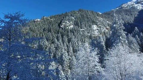 Stock Video Flying Through The Forest In The Winter Live Wallpaper For PC - Free Live Wallpaper