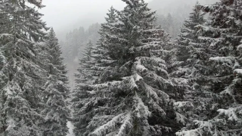 Stock Video Flying Through A Snowy Forest Between The Pine Trees Live Wallpaper For PC - Free Live Wallpaper