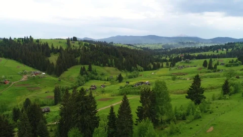 Stock Video Flying Through A Beautiful Forest In Spring Live Wallpaper For PC - Free Live Wallpaper