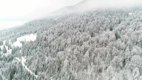 Stock Video Flying Through A Beautiful Forest Completely Frozen Live Wallpaper For PC - Free Live Wallpaper