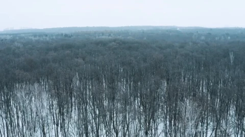 Stock Video Flying Slowly Over A Winter Forest Live Wallpaper For PC - Free Live Wallpaper