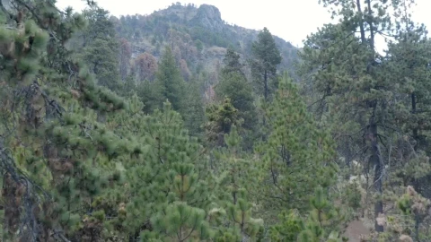 Stock Video Flying Slowly Over A Forest Live Wallpaper For PC - Free Live Wallpaper