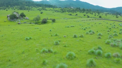 Stock Video Flying Quickly Over A Grassy Meadow Live Wallpaper For PC - Free Live Wallpaper