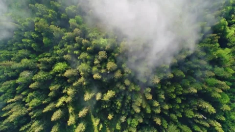 Stock Video Flying Over The Clouds That Cover A Pine Forest Live Wallpaper For PC - Free Live Wallpaper
