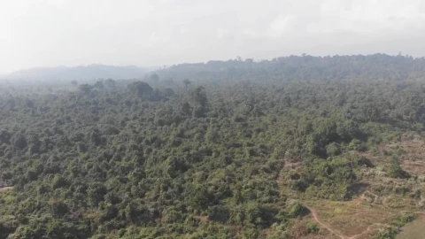 Stock Video Flying Over Hills Covered With Trees Live Wallpaper For PC - Free Live Wallpaper