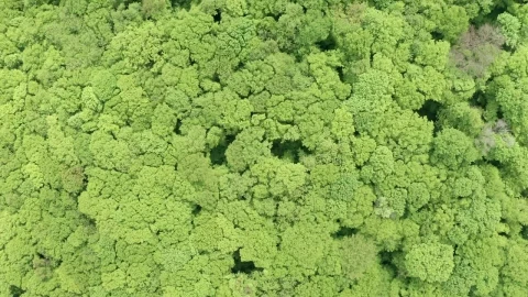 Stock Video Flying Over Green Forest Live Wallpaper For PC - Free Live Wallpaper