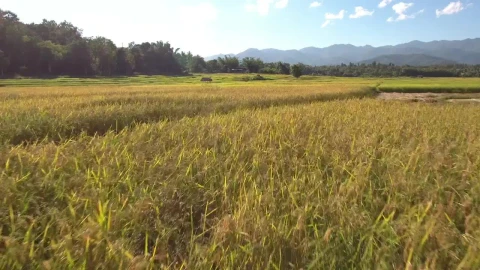 Stock Video Flying Over Fields Of Crops Live Wallpaper For PC - Free Live Wallpaper