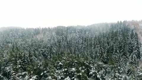 Stock Video Flying Over A Winter Forest Live Wallpaper For PC - Free Live Wallpaper