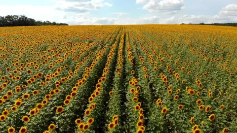 Stock Video Flying Over A Sunflower Field In The Morning Live Wallpaper For PC - Free Live Wallpaper