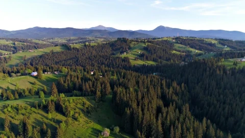 Stock Video Flying Over A Pine Forest In Spring Live Wallpaper For PC - Free Live Wallpaper