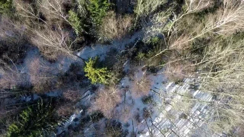 Stock Video Flying Over A Mixed Forest In The Snow Live Wallpaper For PC - Free Live Wallpaper