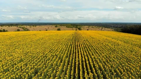 Stock Video Flying Over A Large Sunflower Field Live Wallpaper For PC - Free Live Wallpaper