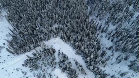 Stock Video Flying Over A Huge Winter Forest Full Of Pines Live Wallpaper For PC - Free Live Wallpaper
