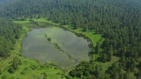 Stock Video Flying Over A Huge Pine Forest With A Lake Live Wallpaper For PC - Free Live Wallpaper