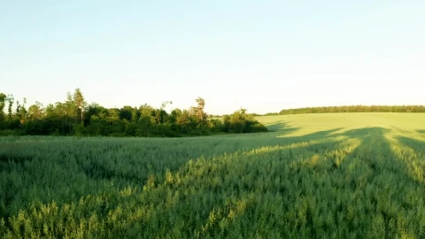 Stock Video Flying Over A Green Wheat Field Live Wallpaper For PC - Free Live Wallpaper