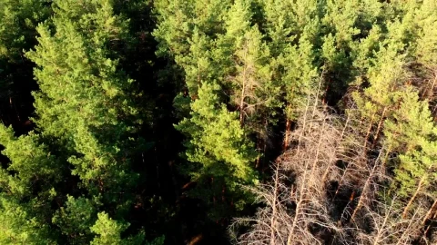 Stock Video Flying Over A Green Pine Forest In The Morning Live Wallpaper For PC - Free Live Wallpaper