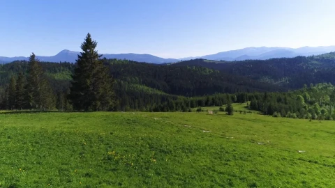 Stock Video Flying Over A Green Meadow And Forest Live Wallpaper For PC - Free Live Wallpaper