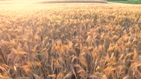 Stock Video Flying Over A Golden Wheat Field Live Wallpaper For PC - Free Live Wallpaper