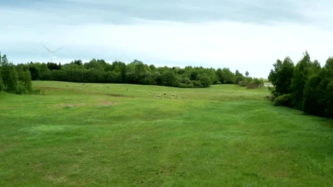 Stock Video Flying Over A Field Of Sheep Live Wallpaper For PC - Free Live Wallpaper