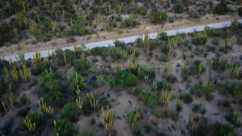 Stock Video Flying Over A Field Full Of Vegetation Live Wallpaper For PC - Free Live Wallpaper