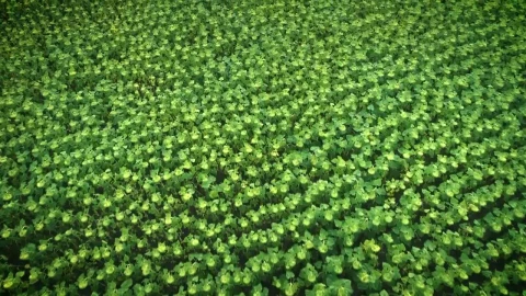 Stock Video Flying Over A Field Full Of Sunflowers Live Wallpaper For PC - Free Live Wallpaper