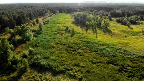 Stock Video Flying Over A Clear Space In The Forest Live Wallpaper For PC - Free Live Wallpaper