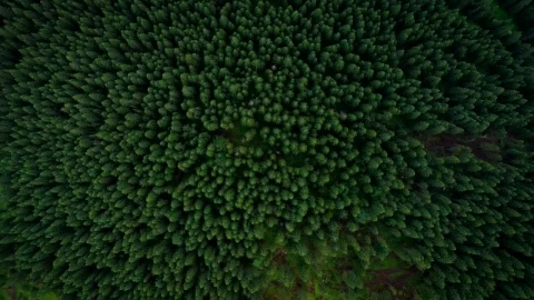 Stock Video Flying Over A Beautiful Green Forest Live Wallpaper For PC - Free Live Wallpaper