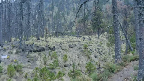 Stock Video Flying Low Through A Forest Live Wallpaper For PC - Free Live Wallpaper
