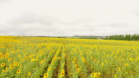 Stock Video Flying Low Over A Huge Field Of Sunflowers Live Wallpaper For PC - Free Live Wallpaper