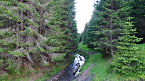 Stock Video Flying Down A River In A Green Forest Live Wallpaper For PC - Free Live Wallpaper