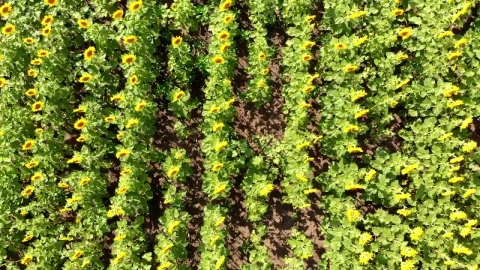 Stock Video Flying And Spinning Over A Sunflower Field Live Wallpaper For PC - Free Live Wallpaper