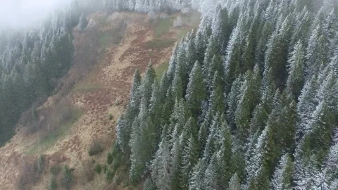 Stock Video Flying Above The Winter Forest Live Wallpaper For PC - Free Live Wallpaper