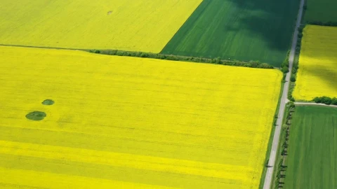 Stock Video Flying Above Large Rapeseed Fields Live Wallpaper For PC - Free Live Wallpaper