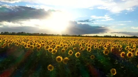 Stock Video Flying Above A Sunflower Field In The Sunset Live Wallpaper For PC - Free Live Wallpaper