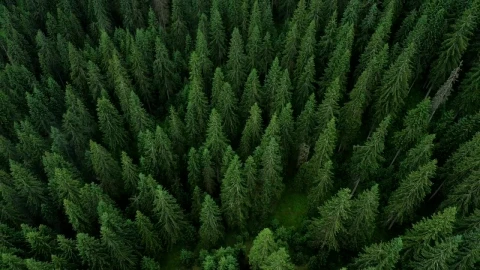 Stock Video Flying Above A Beautiful Pine Forest Live Wallpaper For PC - Free Live Wallpaper