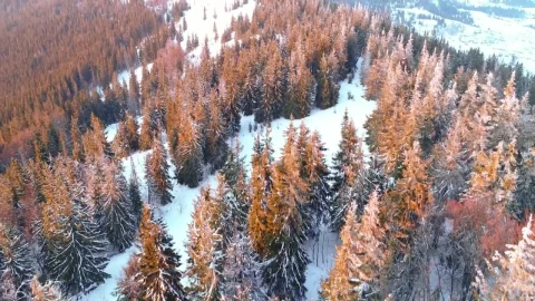 Stock Video Flying A Dry Pine Forest In Winter Live Wallpaper For PC - Free Live Wallpaper
