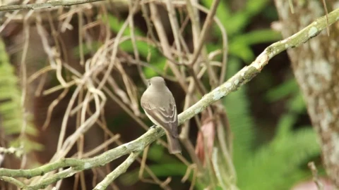 Stock Video Flycatcher Quickly Flying Down Live Wallpaper For PC - Free Live Wallpaper