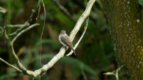 Stock Video Flycatcher Looking Around Live Wallpaper For PC - Free Live Wallpaper