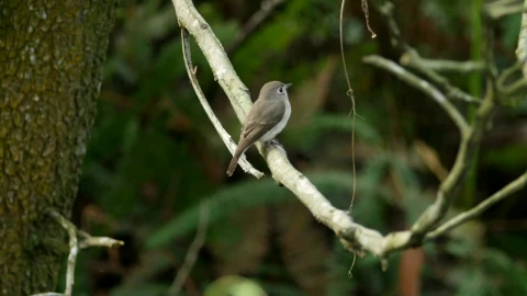 Stock Video Flycatcher In A Forest Live Wallpaper For PC - Free Live Wallpaper