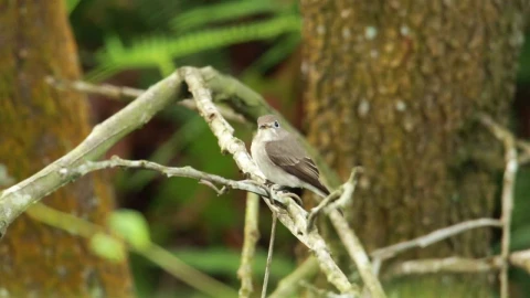 Stock Video Flycatcher At The Edge Of A Forest Live Wallpaper For PC - Free Live Wallpaper