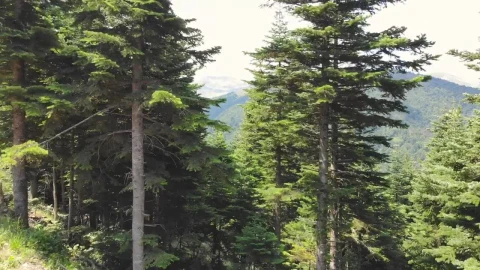 Stock Video Fly Through The Trees Into The Mountains Live Wallpaper For PC - Free Live Wallpaper
