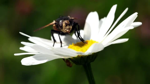 Stock Video Fly On A Daisy Live Wallpaper For PC - Free Live Wallpaper