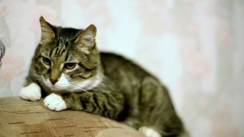 Stock Video Fluffy Cat Resting At The Couch Live Wallpaper For PC - Free Live Wallpaper